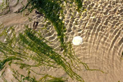 Filamentous Algae in a Stream at The Microbiology of Streams from www.riverscientist.com
