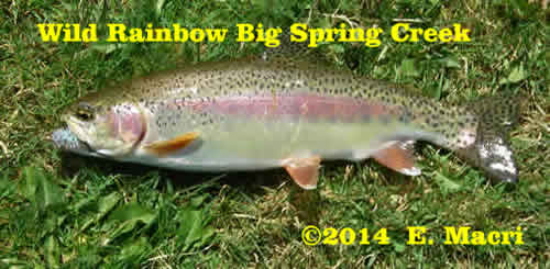Wild Rainbow Trout from Big Spring Creek from Trout Stocking Wild Versus Hatchery Trout at www.riverscientist.com