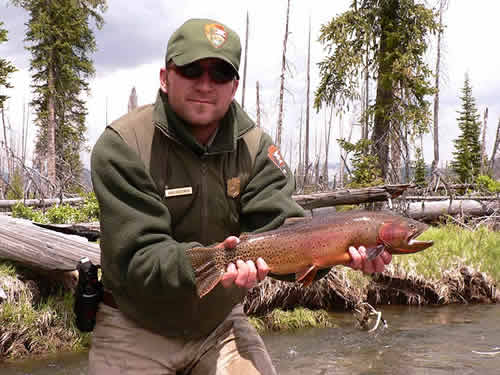 Wild Yellowstone River Cutthroat from Trout Stocking: Wild Trout Versus Stocked Trout at www.riverscientist.com